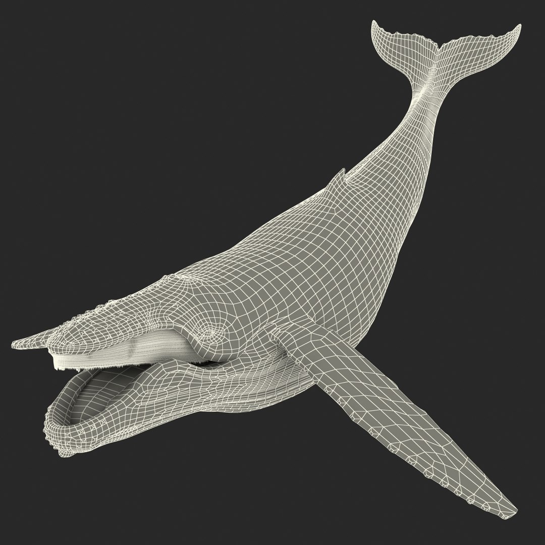 3d humpback whale rigged https://p.turbosquid.com/ts-thumb/ZH/SuJsRE/f3qUrnsF/humpbackwhaleriggedmaya3dmodel28/jpg/1479312387/1920x1080/fit_q87/a3f1297a3c71c5c1b31fe03f0777551648f0d145/humpbackwhaleriggedmaya3dmodel28.jpg