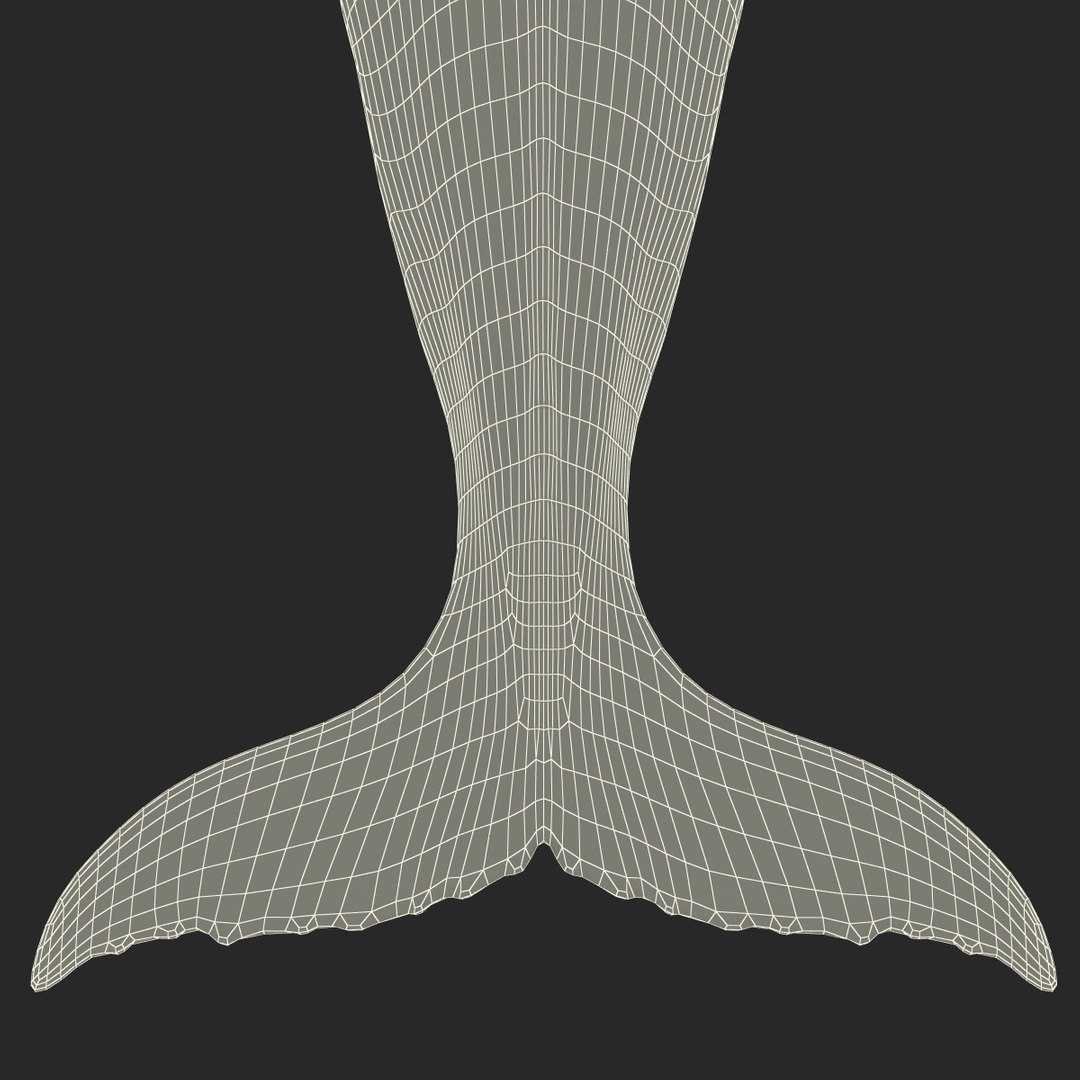 3d humpback whale rigged https://p.turbosquid.com/ts-thumb/ZH/SuJsRE/iMpLT2Wq/humpbackwhaleriggedmaya3dmodel32/jpg/1479312387/1920x1080/fit_q87/3676136d3343666447bd84c4b21dd5460fd87efd/humpbackwhaleriggedmaya3dmodel32.jpg