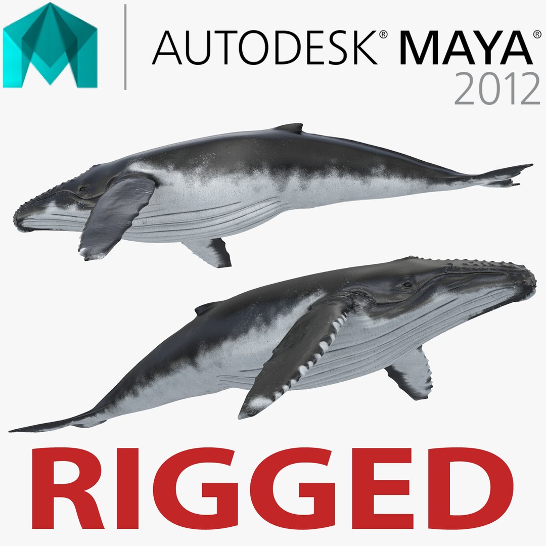 Humpback Whale Rigged for Maya 3D model preview