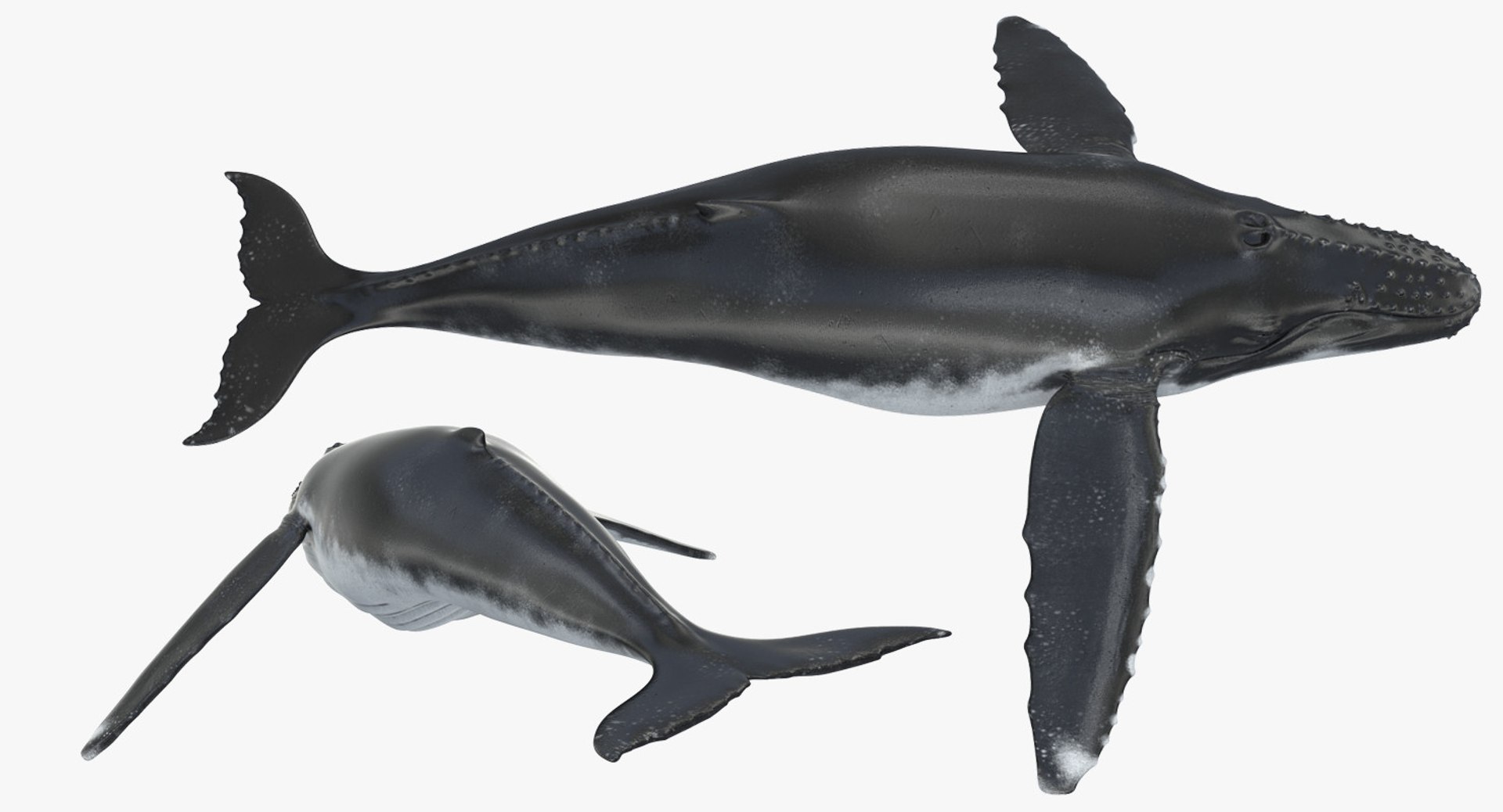3d humpback whale rigged https://p.turbosquid.com/ts-thumb/ZH/SuJsRE/rHVvDGsl/humpbackwhaleriggedmaya3dmodel07/jpg/1479312387/1920x1080/fit_q87/9340abfce80f36ab3e025fe56fbcd0957b7f8c77/humpbackwhaleriggedmaya3dmodel07.jpg