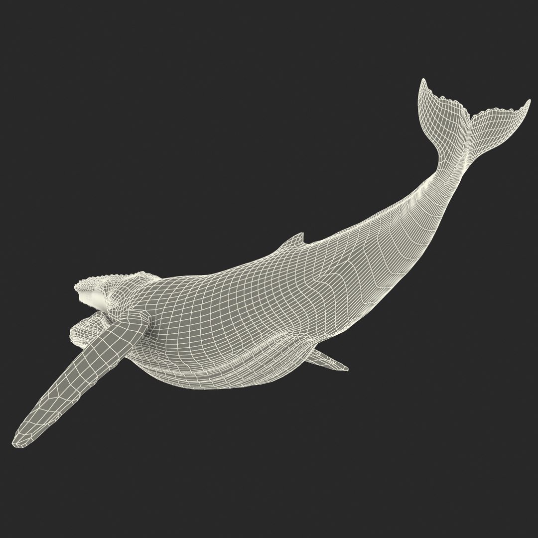 3d humpback whale rigged https://p.turbosquid.com/ts-thumb/ZH/SuJsRE/sPjThdOX/humpbackwhaleriggedmaya3dmodel29/jpg/1479312387/1920x1080/fit_q87/c67d2a4308f8b5b5c80ec522178c298c86120f90/humpbackwhaleriggedmaya3dmodel29.jpg