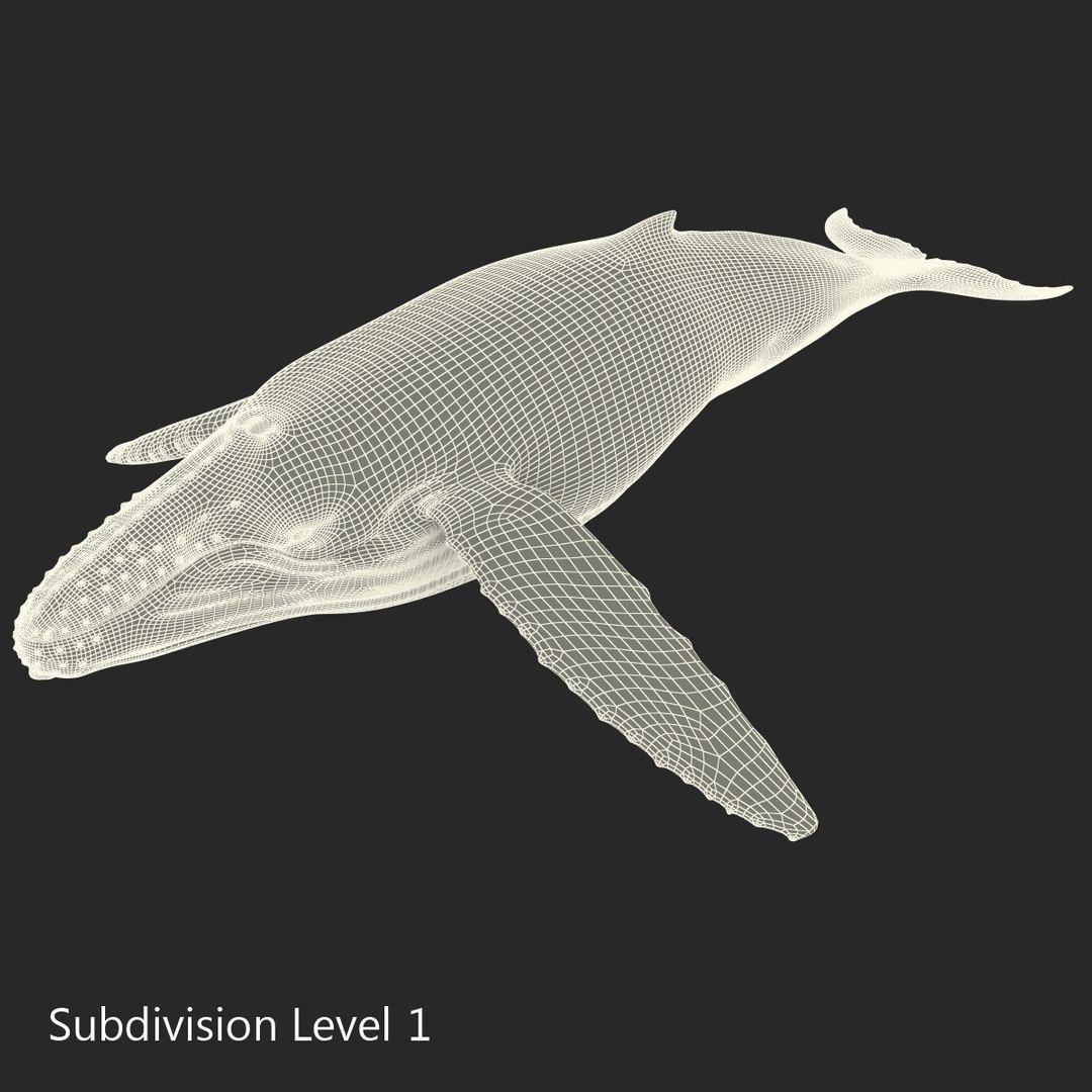 3d humpback whale rigged https://p.turbosquid.com/ts-thumb/ZH/SuJsRE/tJcSrs0G/humpbackwhaleriggedmaya3dmodel19/jpg/1479312387/1920x1080/fit_q87/ec1823ce6ac1b94dc0f94498f6469389dbcfc29f/humpbackwhaleriggedmaya3dmodel19.jpg
