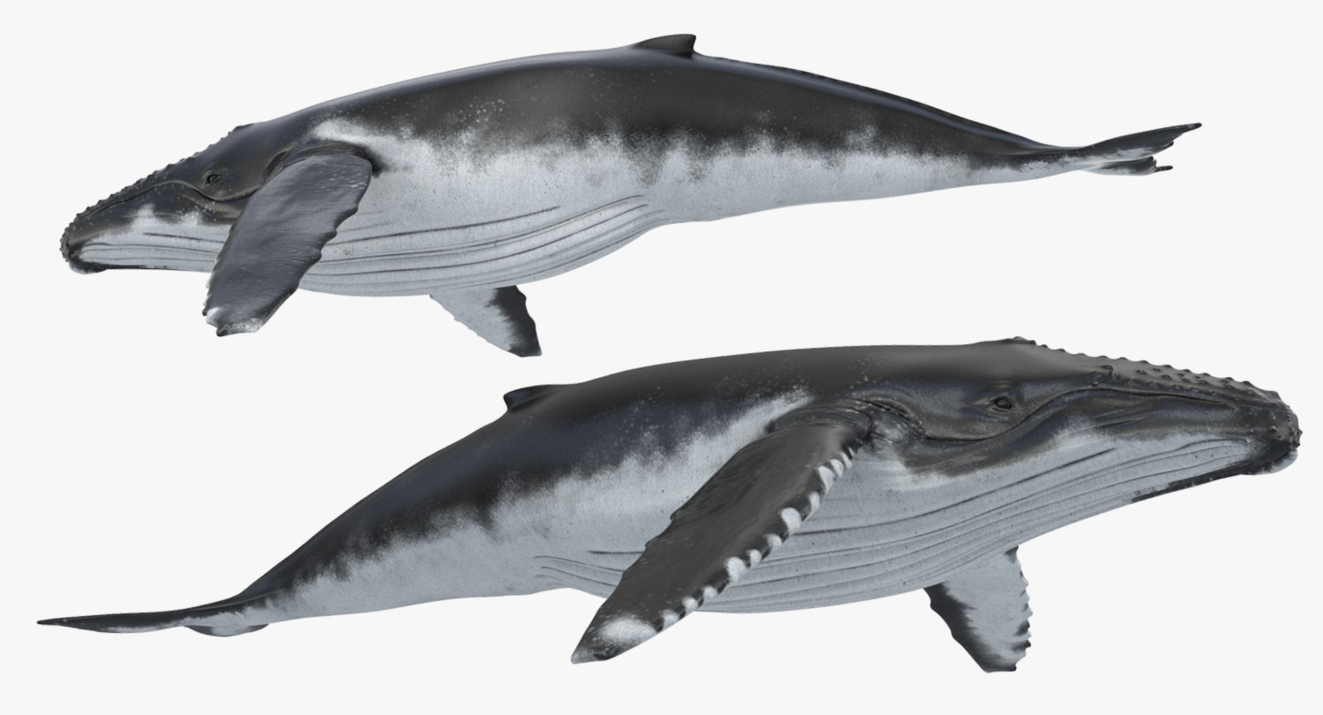 3d humpback whale rigged https://p.turbosquid.com/ts-thumb/ZH/SuJsRE/xhYztSm4/humpbackwhaleriggedmaya3dmodel06/jpg/1479312387/1920x1080/fit_q87/06ff08c8302e8d0c2fdd7a3c97e4c0b4b3daa9e1/humpbackwhaleriggedmaya3dmodel06.jpg