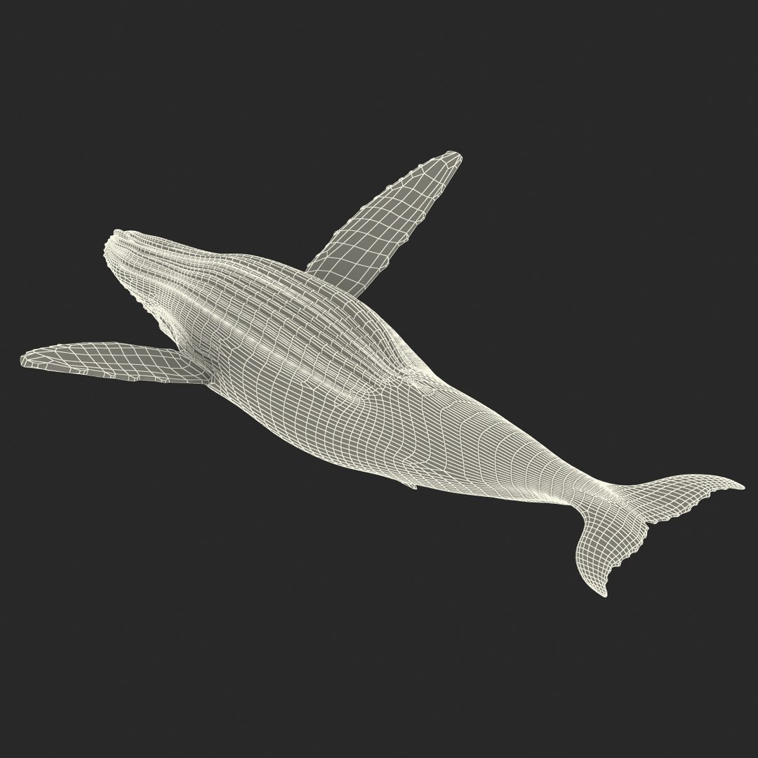 3d humpback whale rigged https://p.turbosquid.com/ts-thumb/ZH/SuJsRE/zcRhiod8/humpbackwhaleriggedmaya3dmodel27/jpg/1479312387/1920x1080/fit_q87/58f5e547369d5ef6d93310e9566d86b2b1d74d6c/humpbackwhaleriggedmaya3dmodel27.jpg
