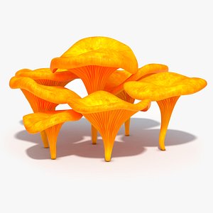 Chanterelle Mushrooms