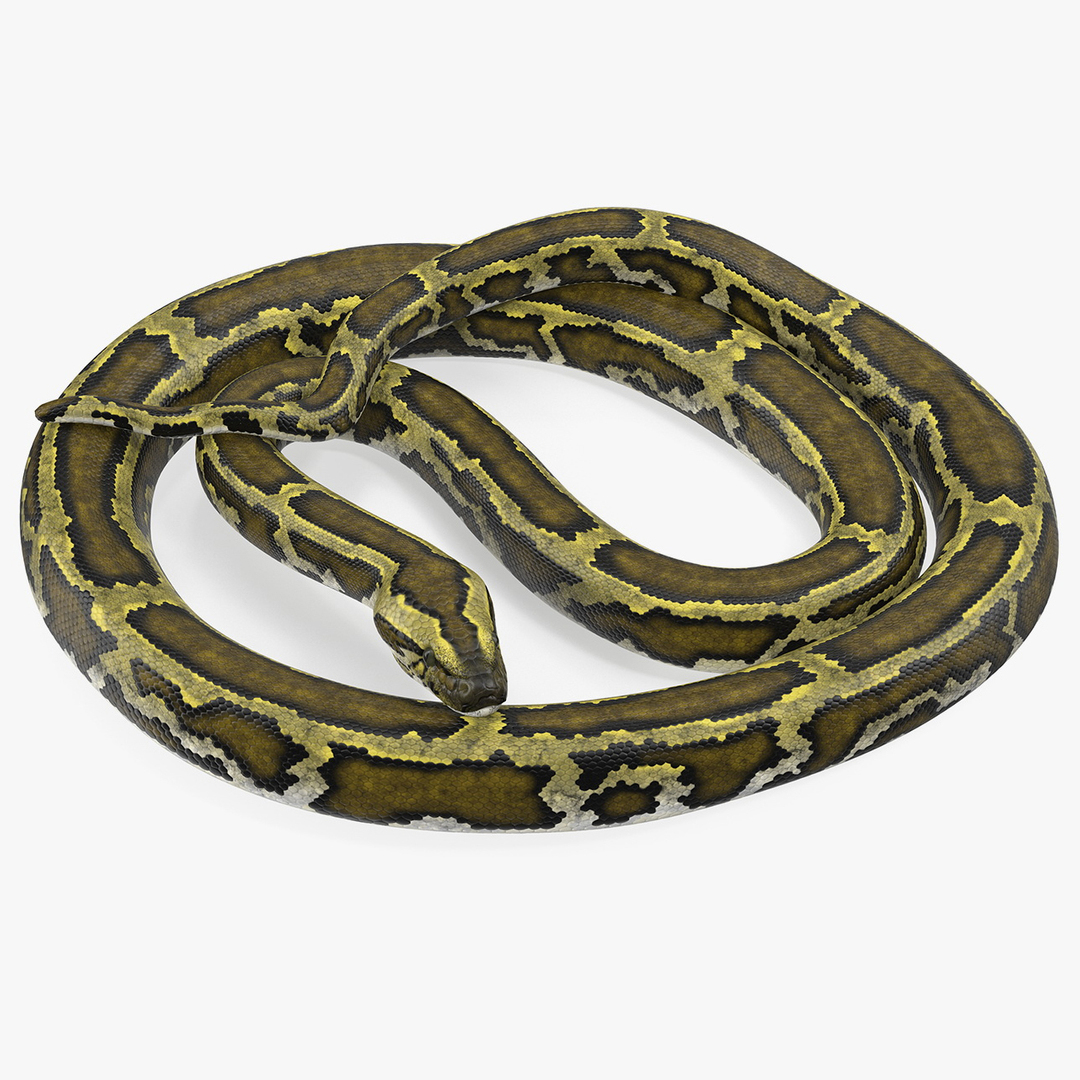 Green python snake rigged 3D - TurboSquid 1435510
