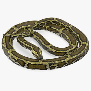 green python snake rigged 3D