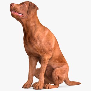 3D Brown Labrador Dog Begging Pose Animated Rigged model