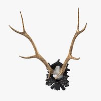 Early Deer Antler Mount On Black Forest Carved Wood Plaque
