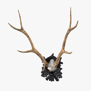 Early Deer Antler Mount On Black Forest Carved Wood Plaque