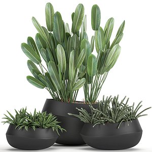 3D plants interior houseplants model