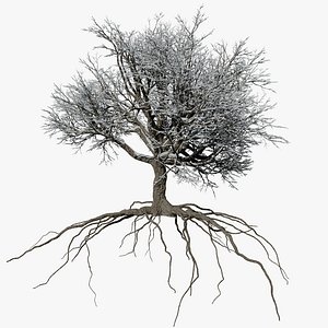 3D oak winter 4 tree model