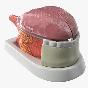 Human Tongue Anatomy Model 3D