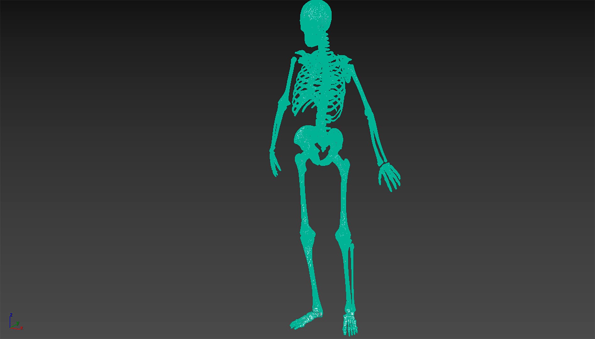 The human skeleton 3D https://p.turbosquid.com/ts-thumb/ZH/zkJOLm/GE/karkas12/png/1712146660/1920x1080/fit_q87/bc3ab14b2b74cee20014420890bcbfca525551fd/karkas12.jpg