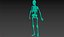The human skeleton