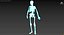 The human skeleton