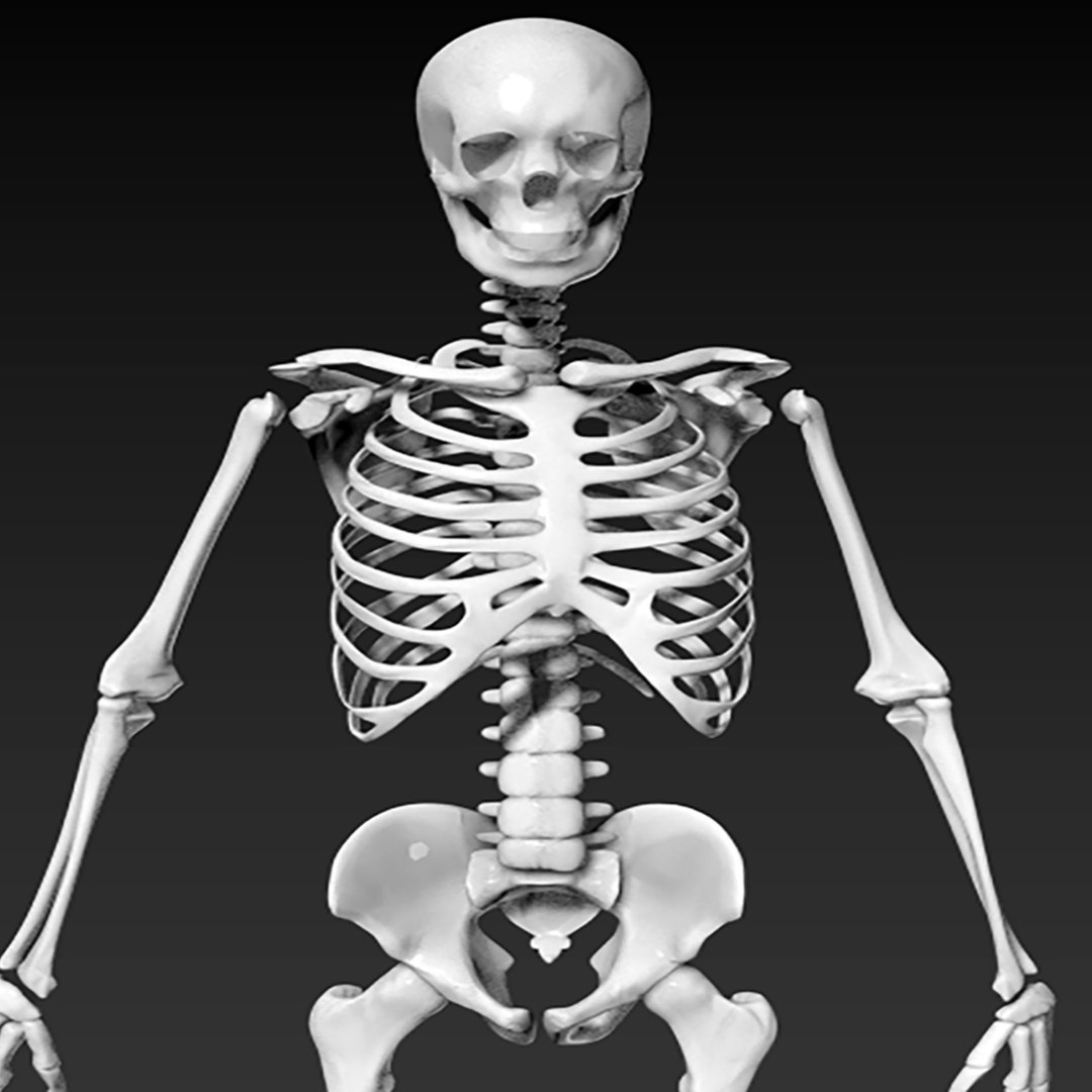 The human skeleton 3D https://p.turbosquid.com/ts-thumb/ZH/zkJOLm/iq/25/png/1712149151/1920x1080/fit_q87/2951104ed069cb5a8cd044fc0df4e3576daf92ed/25.jpg
