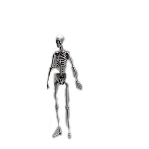 The human skeleton 3D