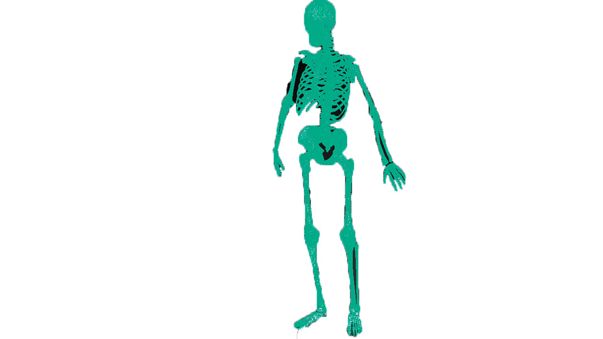 The human skeleton 3D https://p.turbosquid.com/ts-thumb/ZH/zkJOLm/sx/125/jpg/1712150299/1920x1080/fit_q87/6c42826cadd88c5aa3f8002841e4af3acedf2ca3/125.jpg