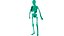 The human skeleton
