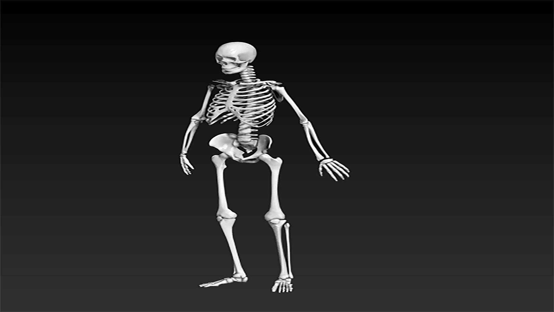 The human skeleton 3D https://p.turbosquid.com/ts-thumb/ZH/zkJOLm/um/skelet/png/1712149868/1920x1080/fit_q87/c6e8e5680c10f3a43416a6aba629e1d08d9529fb/skelet.jpg