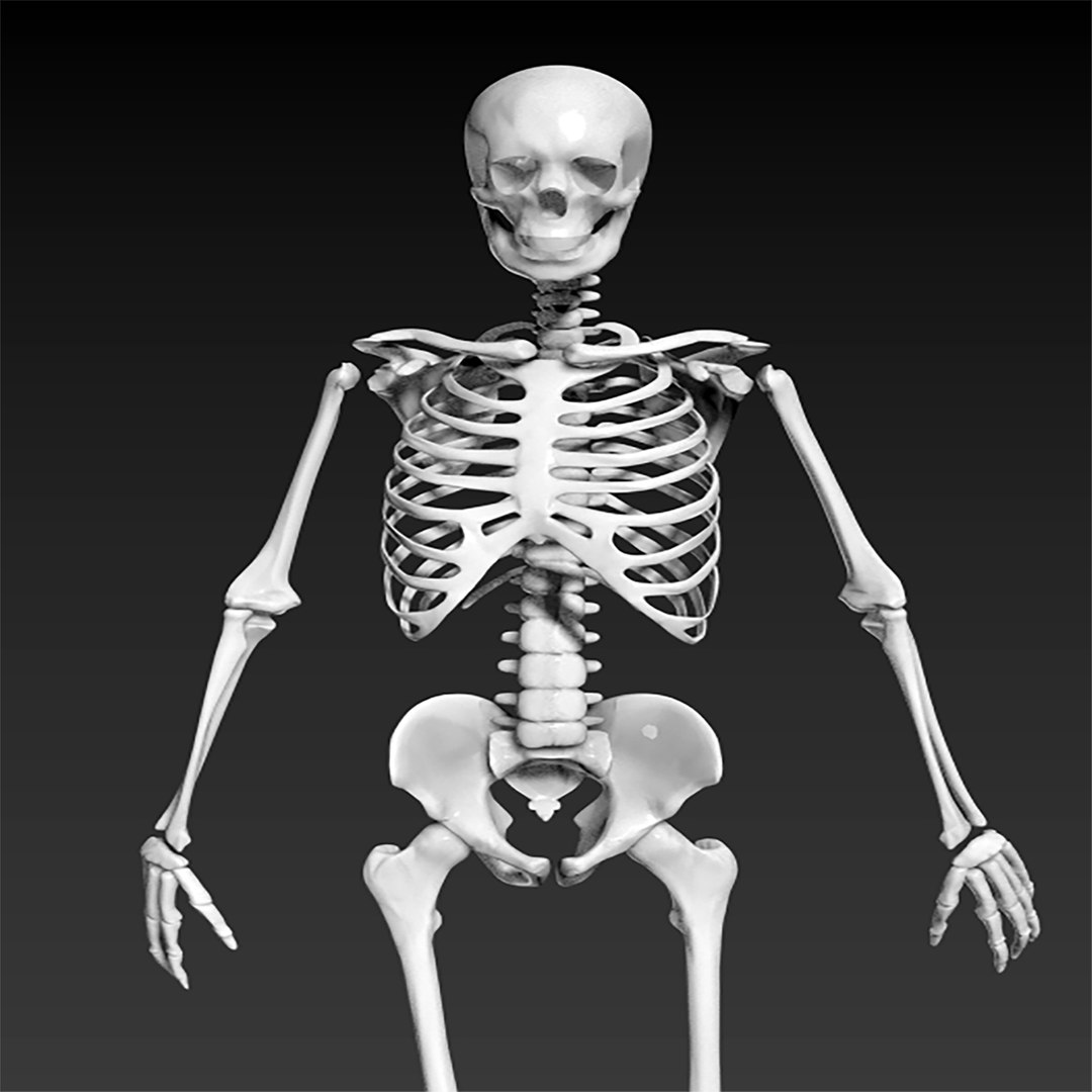 The human skeleton 3D https://p.turbosquid.com/ts-thumb/ZH/zkJOLm/yJ/2/png/1712148124/1920x1080/fit_q87/96b7a252a622edacd7ec8455a666ab8cc0b9ba04/2.jpg