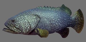 Giant Grouper