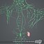 Lymphsystem (texturiert)