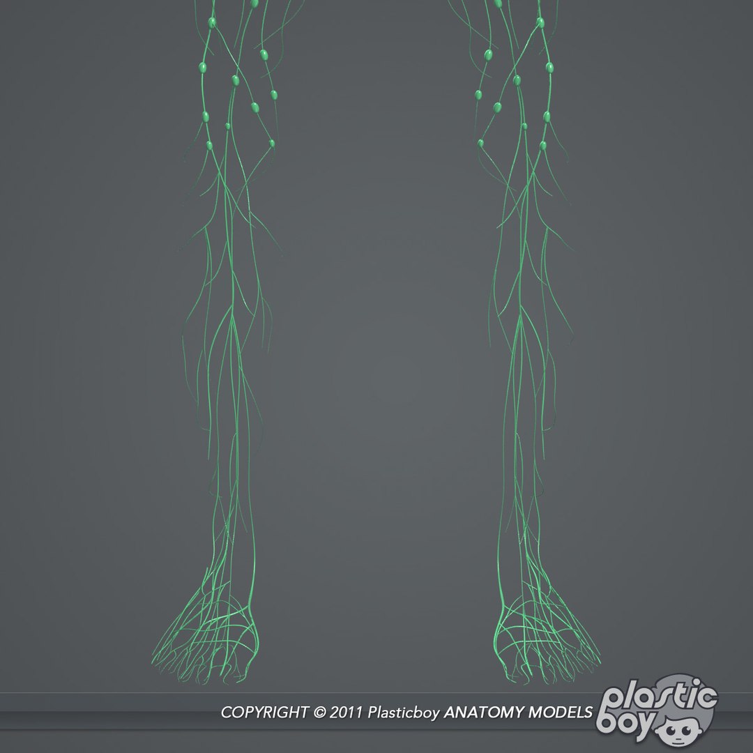 3d model medically lymphatic lymph https://p.turbosquid.com/ts-thumb/ZI/0amBus/MXaRVUkJ/lymphatic_04/jpg/1302529808/1920x1080/fit_q87/0b205dfdb6287678c351e6bed99a8feeff37f262/lymphatic_04.jpg
