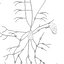 Lymphsystem (texturiert)
