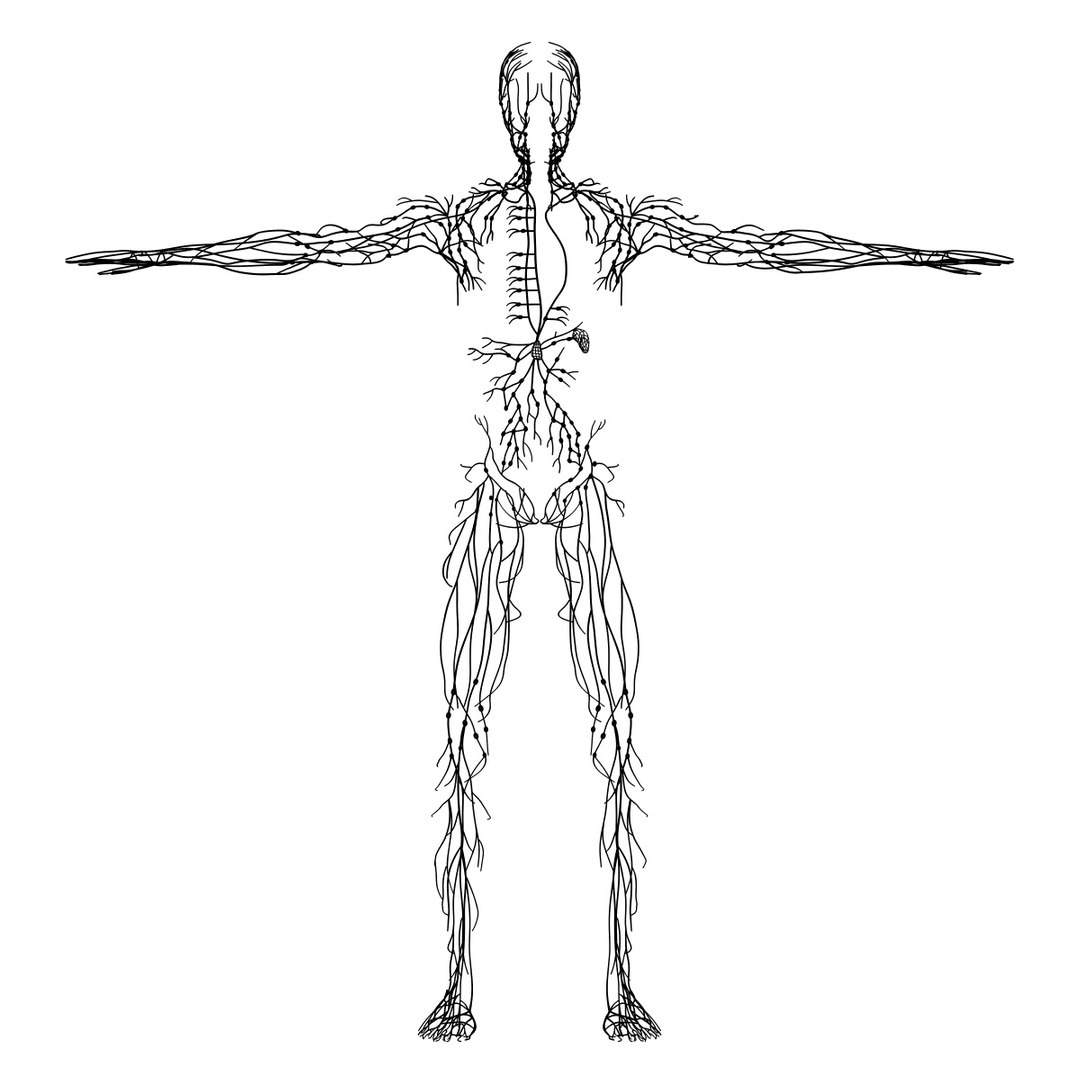 3d model medically lymphatic lymph https://p.turbosquid.com/ts-thumb/ZI/0amBus/VuSpT2Un/lymphatic_wireframe_a_001/jpg/1331223101/1920x1080/fit_q87/d147f1a30f57cef24fb6e6a1ead00e221f43a8e6/lymphatic_wireframe_a_001.jpg