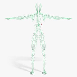 Lymphatic System (Textured)