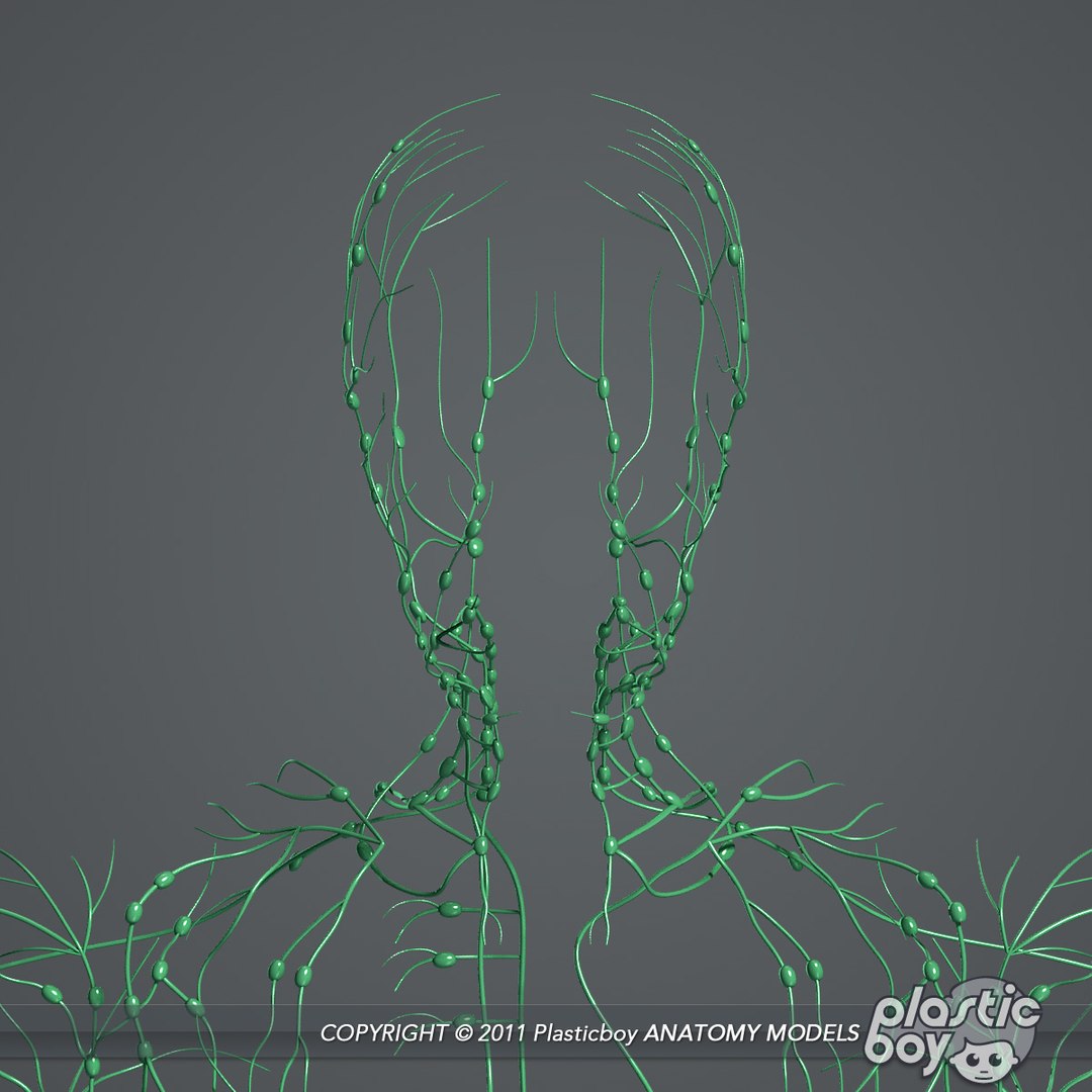 3d model medically lymphatic lymph https://p.turbosquid.com/ts-thumb/ZI/0amBus/kSms5RQZ/lymphatic_03/jpg/1302529808/1920x1080/fit_q87/0b0ede4bf53fb008a842c9275be788e861e2a1b9/lymphatic_03.jpg