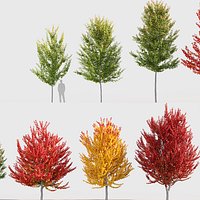 Acer freemanii - Freeman maple 3D model