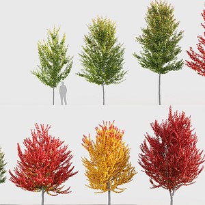 Acer freemanii - Freeman maple 3D model