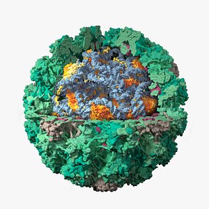 3D Humane Papillomavirus type 16 with DNA model