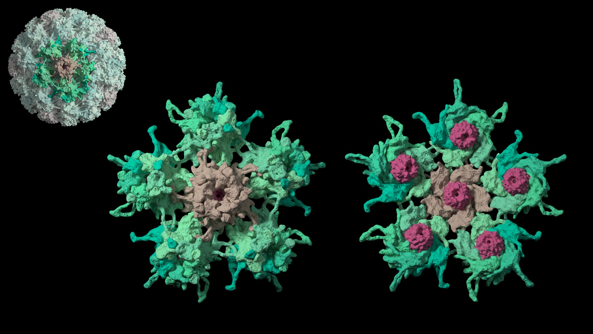 3D Humane Papillomavirus type 16 with DNA model https://p.turbosquid.com/ts-thumb/ZI/KWfOHR/yG/hpv16ohnedna_beauty002/jpg/1716284501/1920x1080/fit_q87/fb2405d6fc640c53ed0b3f2c4f8993ce46d41eec/hpv16ohnedna_beauty002.jpg