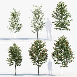 3D Sorbus aucuparia European mountain ash