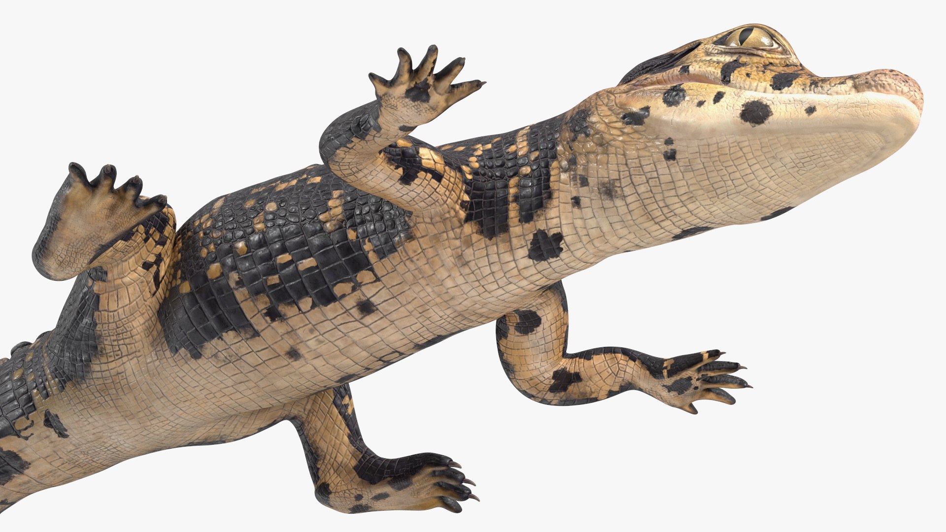 3D Black Caiman Baby Lying model https://p.turbosquid.com/ts-thumb/ZI/OJvxkz/OX/blackcaimanbabylyingc4dmodel016/jpg/1712518380/1920x1080/fit_q87/48860b7f1dd72233c49bf2f5200e569ce4b82e26/blackcaimanbabylyingc4dmodel016.jpg