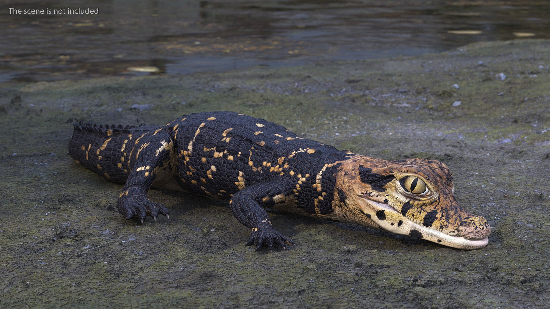 3D Black Caiman Baby Lying model https://p.turbosquid.com/ts-thumb/ZI/OJvxkz/T3/blackcaimanbabylyingc4dmodel003/jpg/1712518341/1920x1080/fit_q87/1a373955bc2589662e1b222c4ec6616dcb7ce958/blackcaimanbabylyingc4dmodel003.jpg
