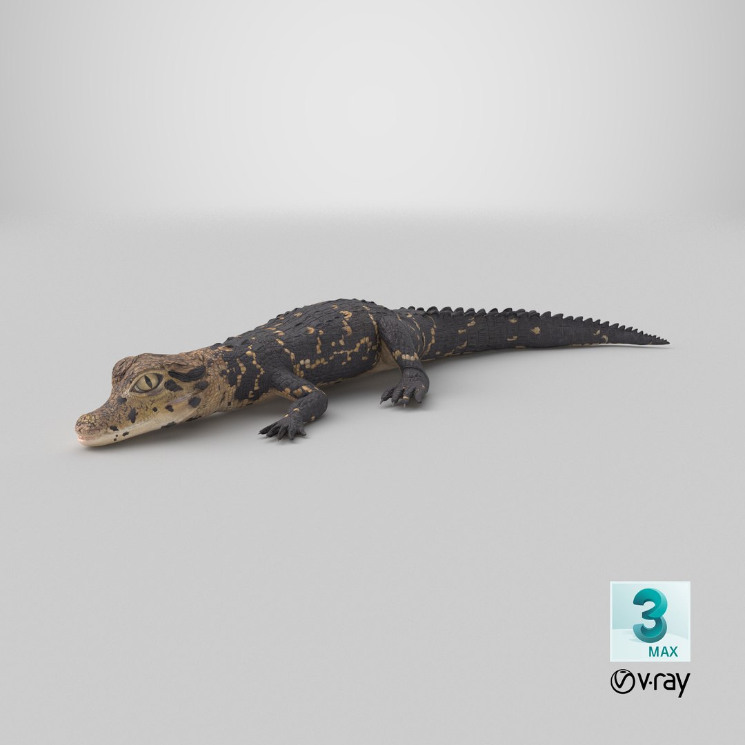 3D Black Caiman Baby Lying model https://p.turbosquid.com/ts-thumb/ZI/OJvxkz/Vo/stemcell_max_vray_render/png/1715054627/1920x1080/fit_q87/89dd4e89f012c1136061bd3f710c08728b8e70b6/stemcell_max_vray_render.jpg