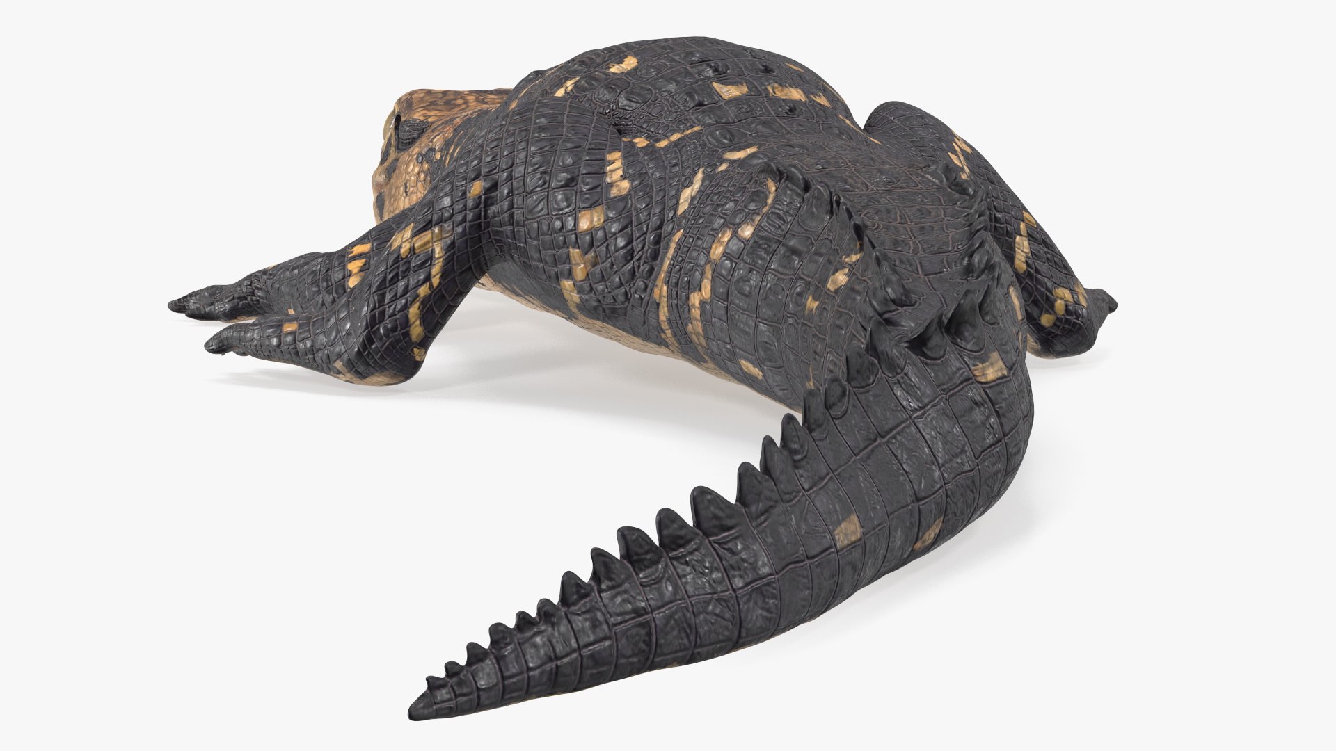 3D Black Caiman Baby Lying model https://p.turbosquid.com/ts-thumb/ZI/OJvxkz/Vy/blackcaimanbabylyingc4dmodel012/jpg/1712518368/1920x1080/fit_q87/3654df4e7fde8d164b701ae34d763dab1d113297/blackcaimanbabylyingc4dmodel012.jpg