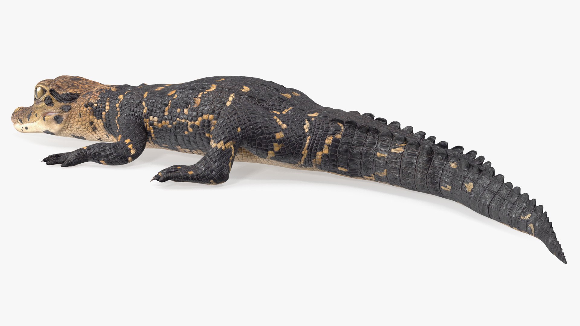 3D Black Caiman Baby Lying model https://p.turbosquid.com/ts-thumb/ZI/OJvxkz/W2/blackcaimanbabylyingc4dmodel013/jpg/1712518371/1920x1080/fit_q87/2d88cc53a7facee9f7c1a8f5aa6e24e5f59610fb/blackcaimanbabylyingc4dmodel013.jpg