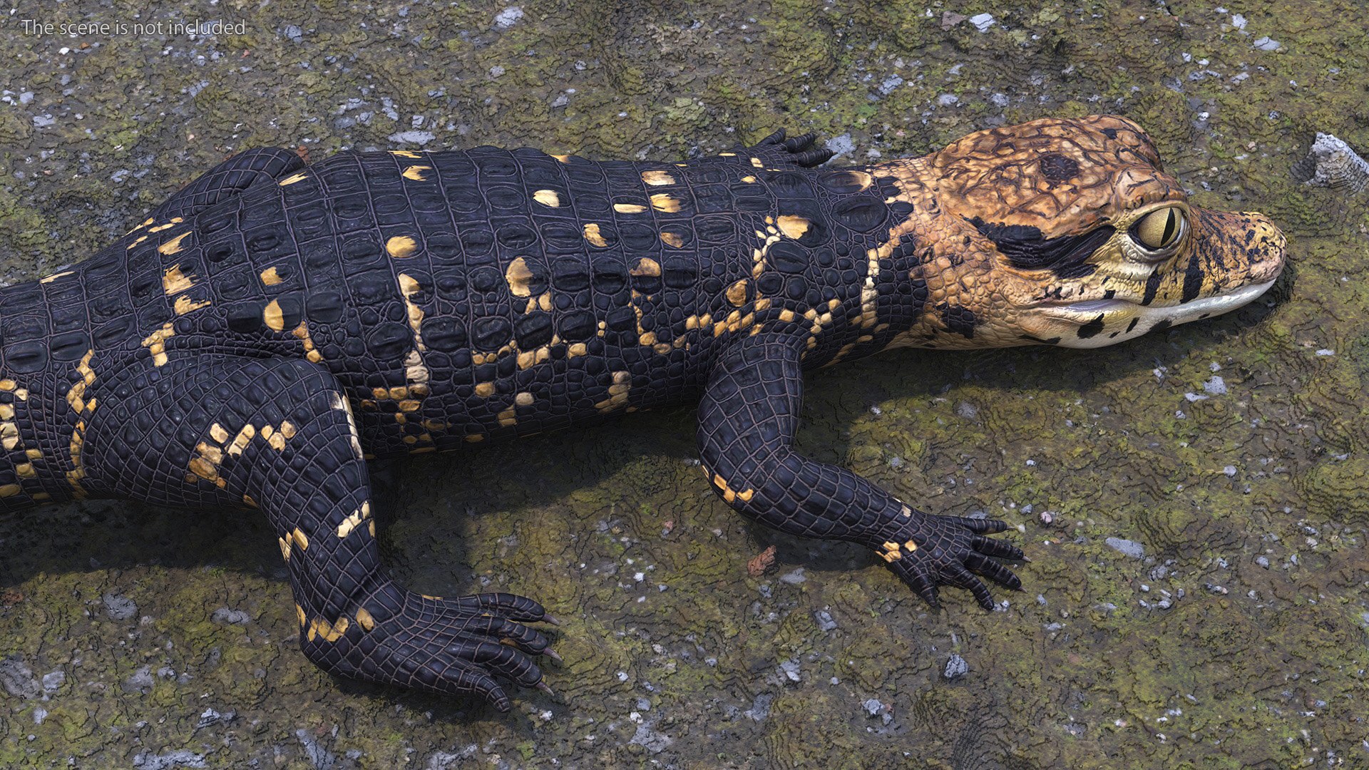 3D Black Caiman Baby Lying model https://p.turbosquid.com/ts-thumb/ZI/OJvxkz/fw/blackcaimanbabylyingc4dmodel005/jpg/1712518347/1920x1080/fit_q87/bb01691c9e8fac63f22acfffc87a5327c03d8d5d/blackcaimanbabylyingc4dmodel005.jpg