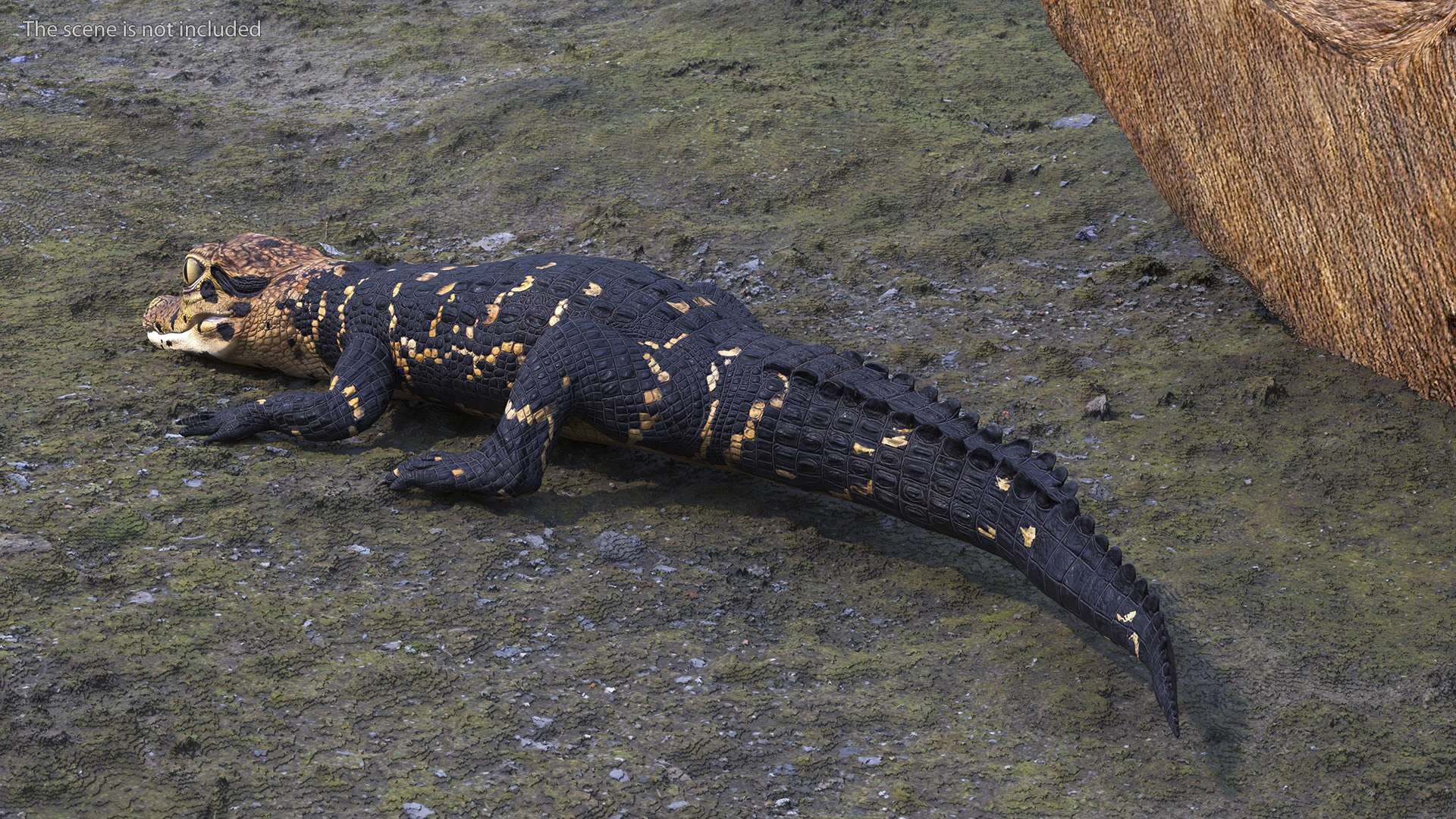 3D Black Caiman Baby Lying model https://p.turbosquid.com/ts-thumb/ZI/OJvxkz/fz/blackcaimanbabylyingc4dmodel004/jpg/1712518344/1920x1080/fit_q87/f910bcccde407254b042fa67646c3315eb845067/blackcaimanbabylyingc4dmodel004.jpg