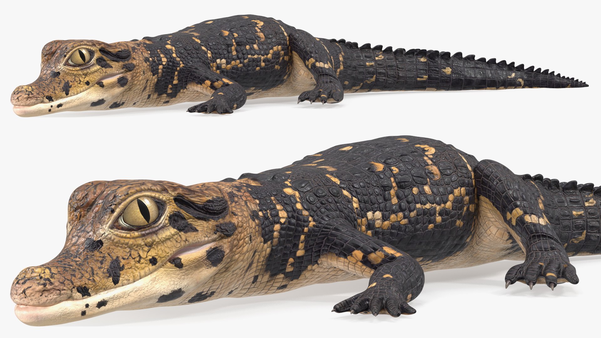 Black Caiman Baby Lying 3D model preview