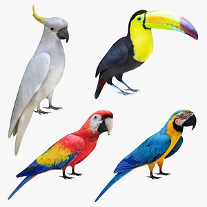 3D Parrot Collection model