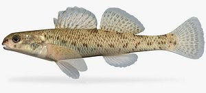 3d etheostoma nigrum johnny darter model