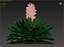 Yucca rosa