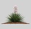 Yucca rosa